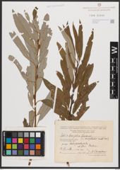 Salix burjatica Nasarow